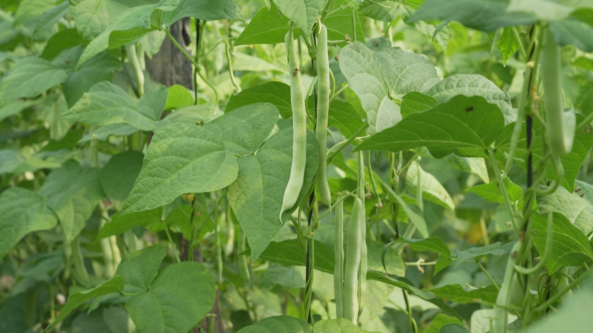 成武八万亩芸豆初上市菜农抢摘卖好钱