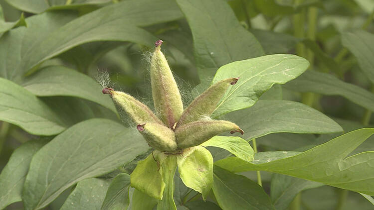 单县杨楼镇常务副镇长黄绍立说"截止目前,土疙瘩村油用牡丹种植面积已