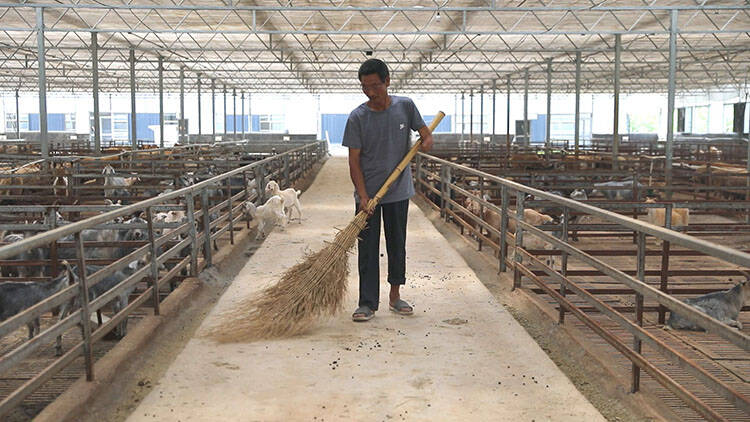 山东菏泽养羊基地图片