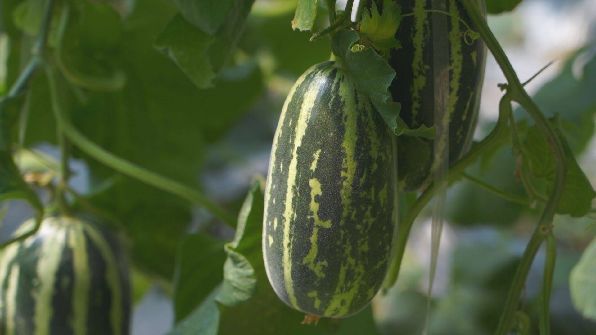 单县李新庄镇精品香瓜种植巧打时间差每亩收入5万元