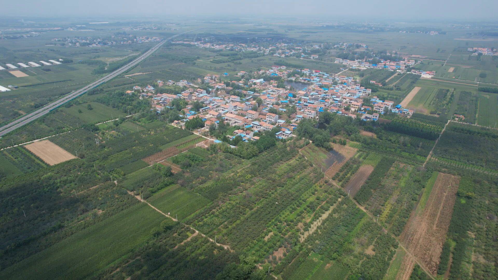 单县蔡堂镇梨树老品种改接梨产业迎来丰收