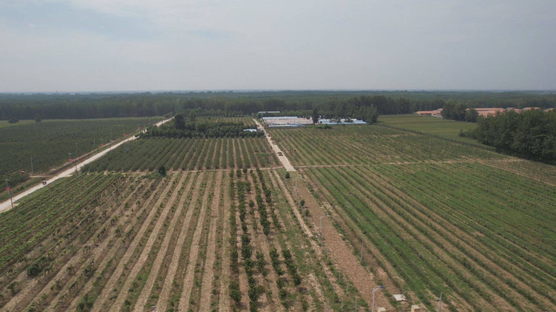 单县浮岗镇党支部领办合作社开辟强村富民路