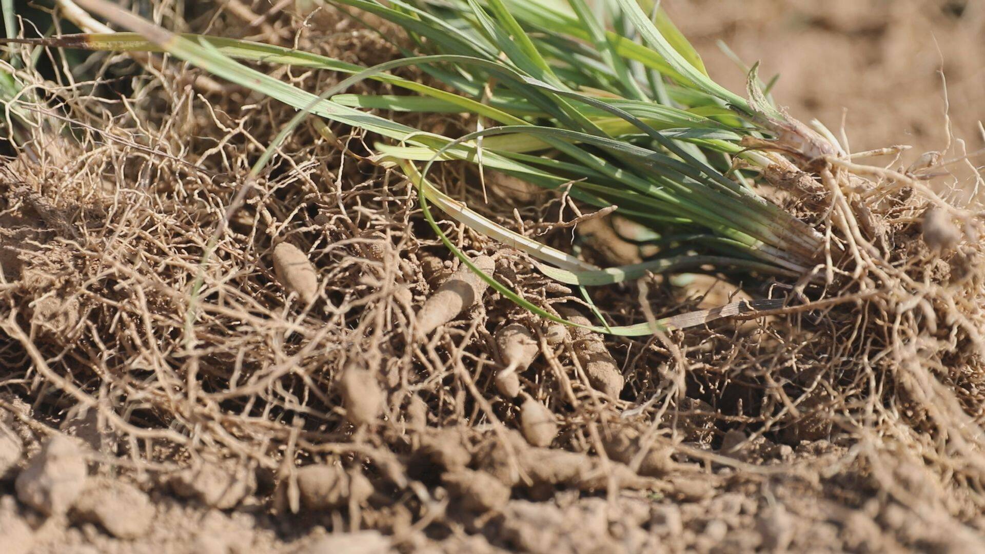 单县麦冬特色种植助力增收致富