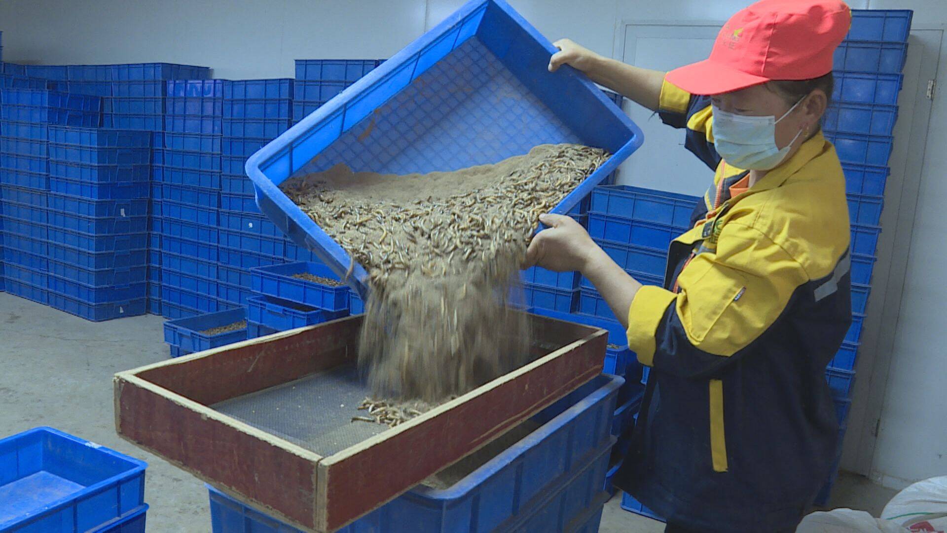 闪电号>媒体>单县融媒>在高老家乡黄粉虫养殖基地,工人们正在筛虫,出