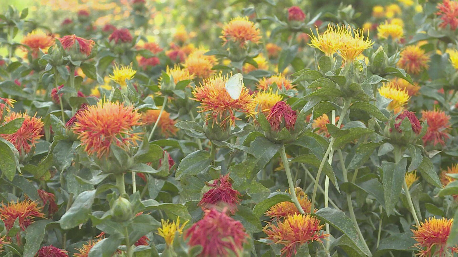 闪电号>媒体>单县融媒>记者来到单县高老家乡刘暗楼村的红花种植基地