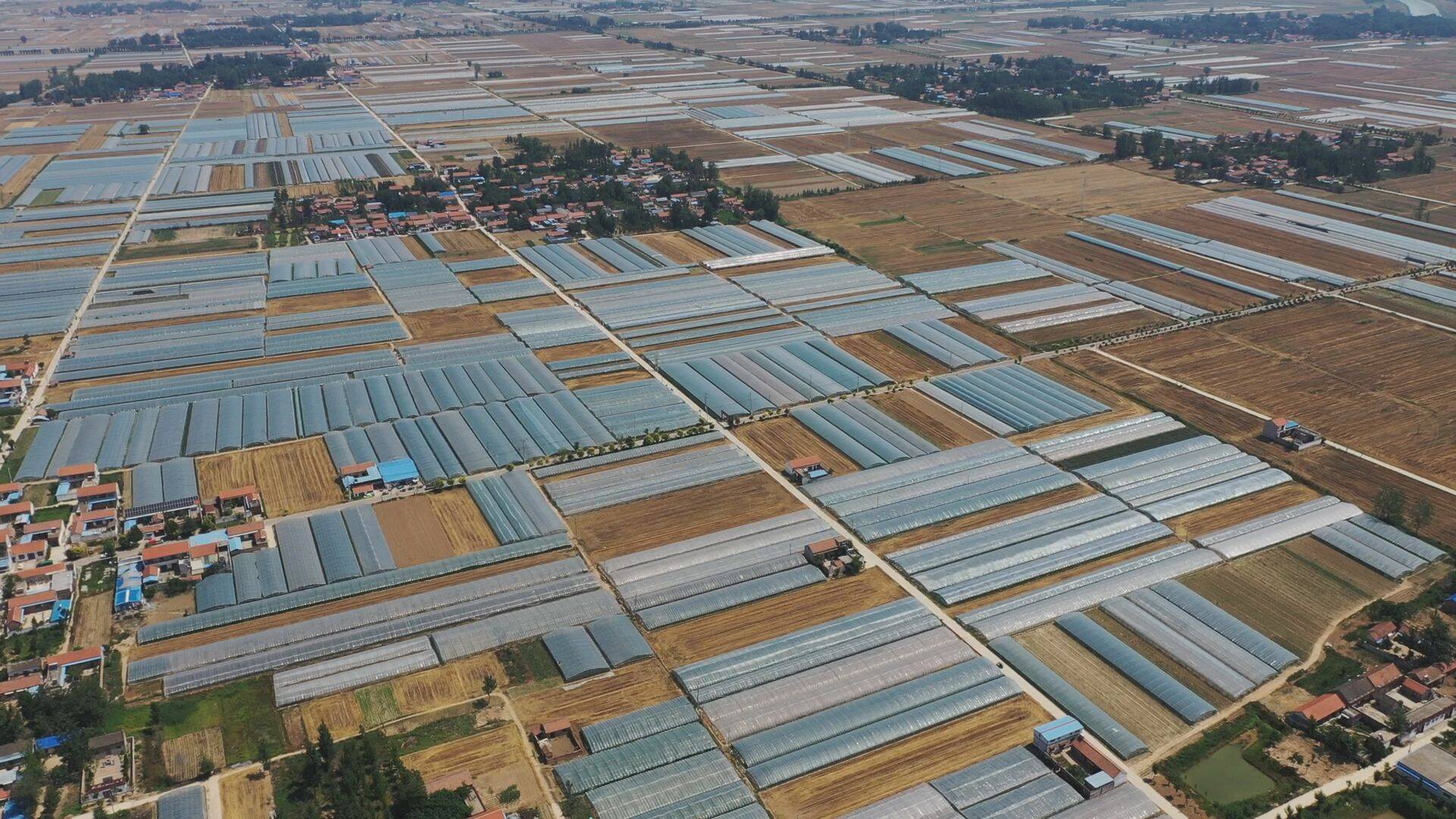 单县李新庄镇5000亩葡萄抢鲜上市