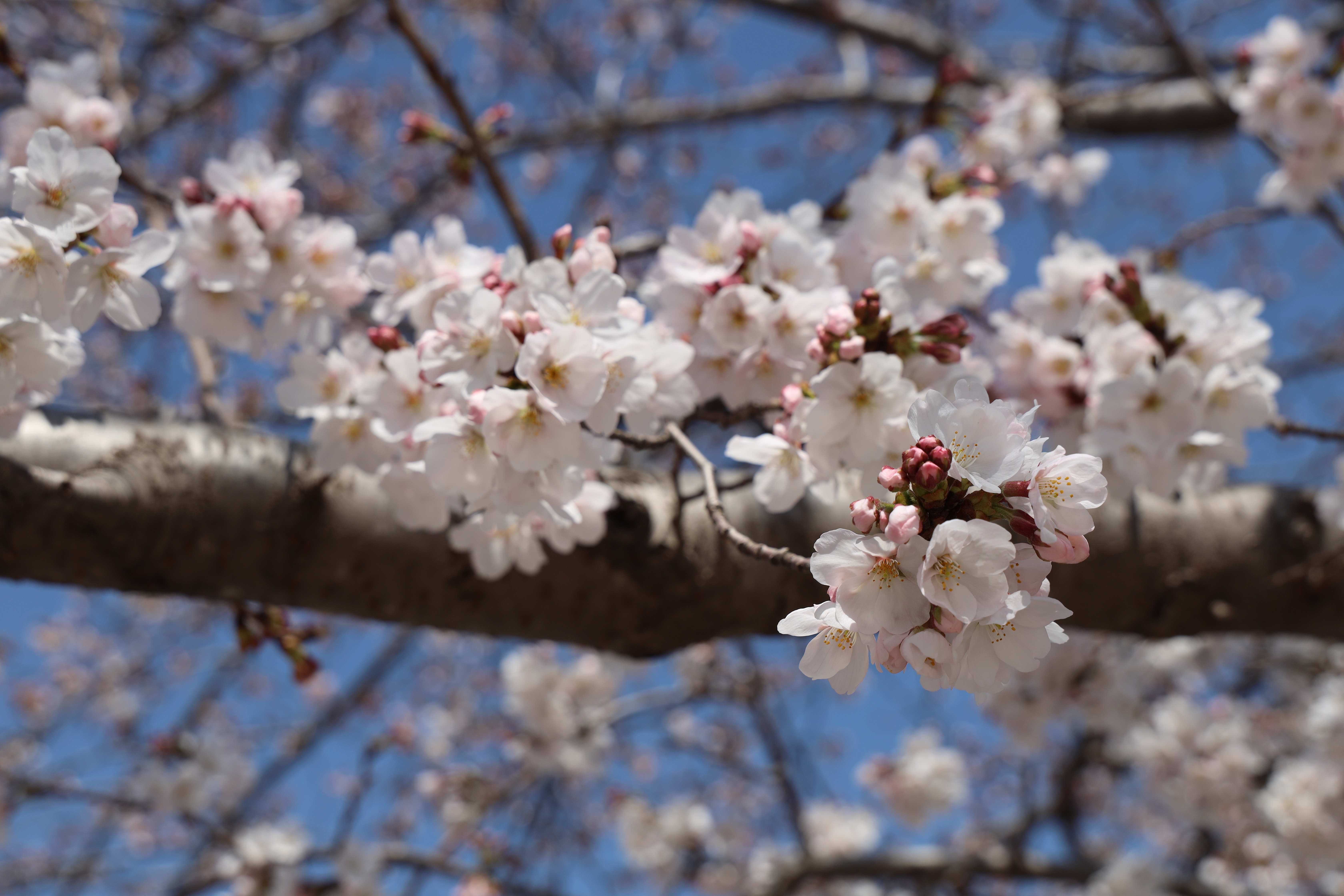 何必去武大看樱花?咱大潍坊的樱花一样美不胜收!