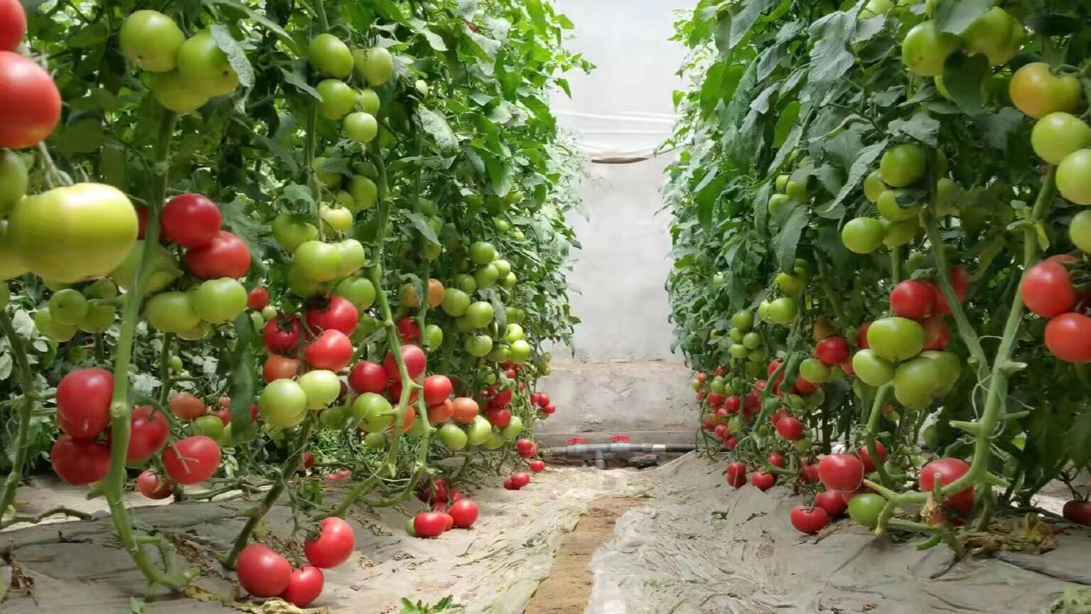 寿光开通绿色通道保障蔬菜供应