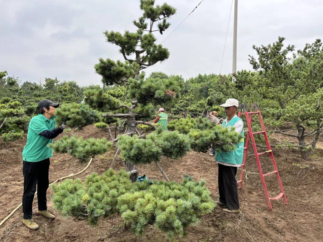 各种苗木造型方法图片