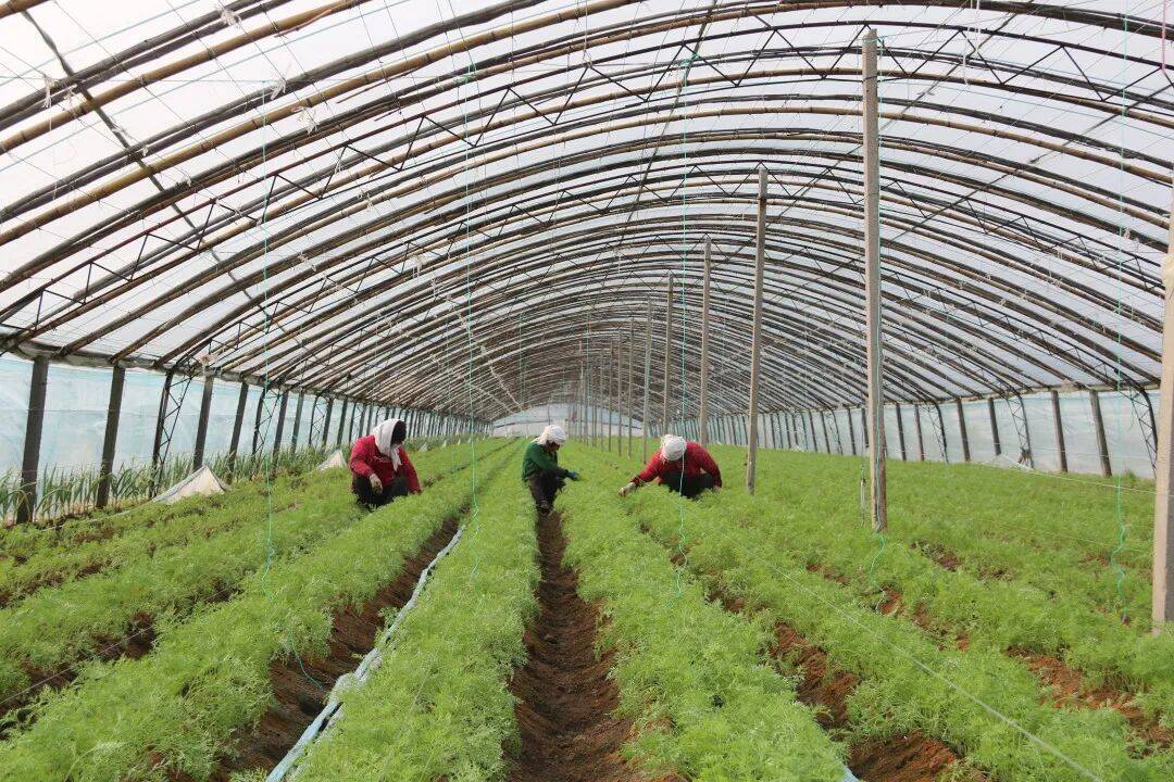 本势头猛化龙镇搭乘寿光市种业振兴快车道,在农业"芯片"领域攻关突破