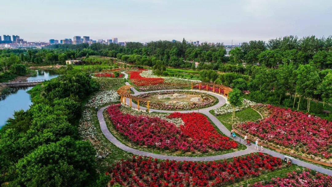 寿光中华月季园20余万株月季绽放