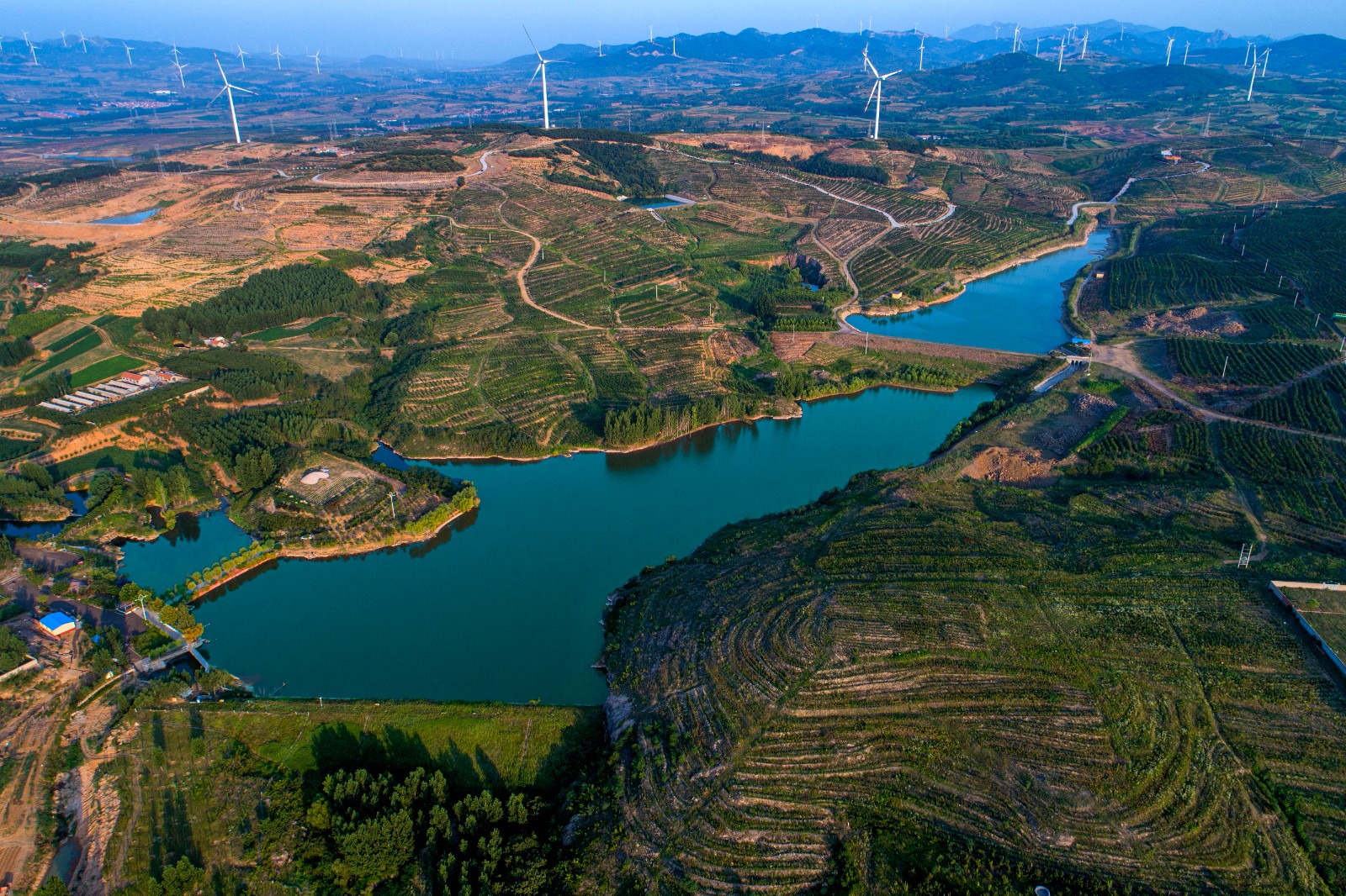皇华镇华山榛子示范片区