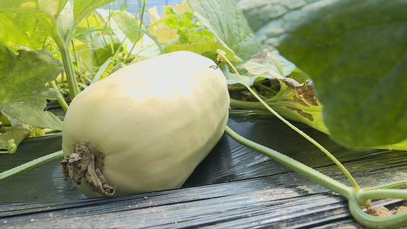 潍坊青州香脆甜反季节青州银瓜上市