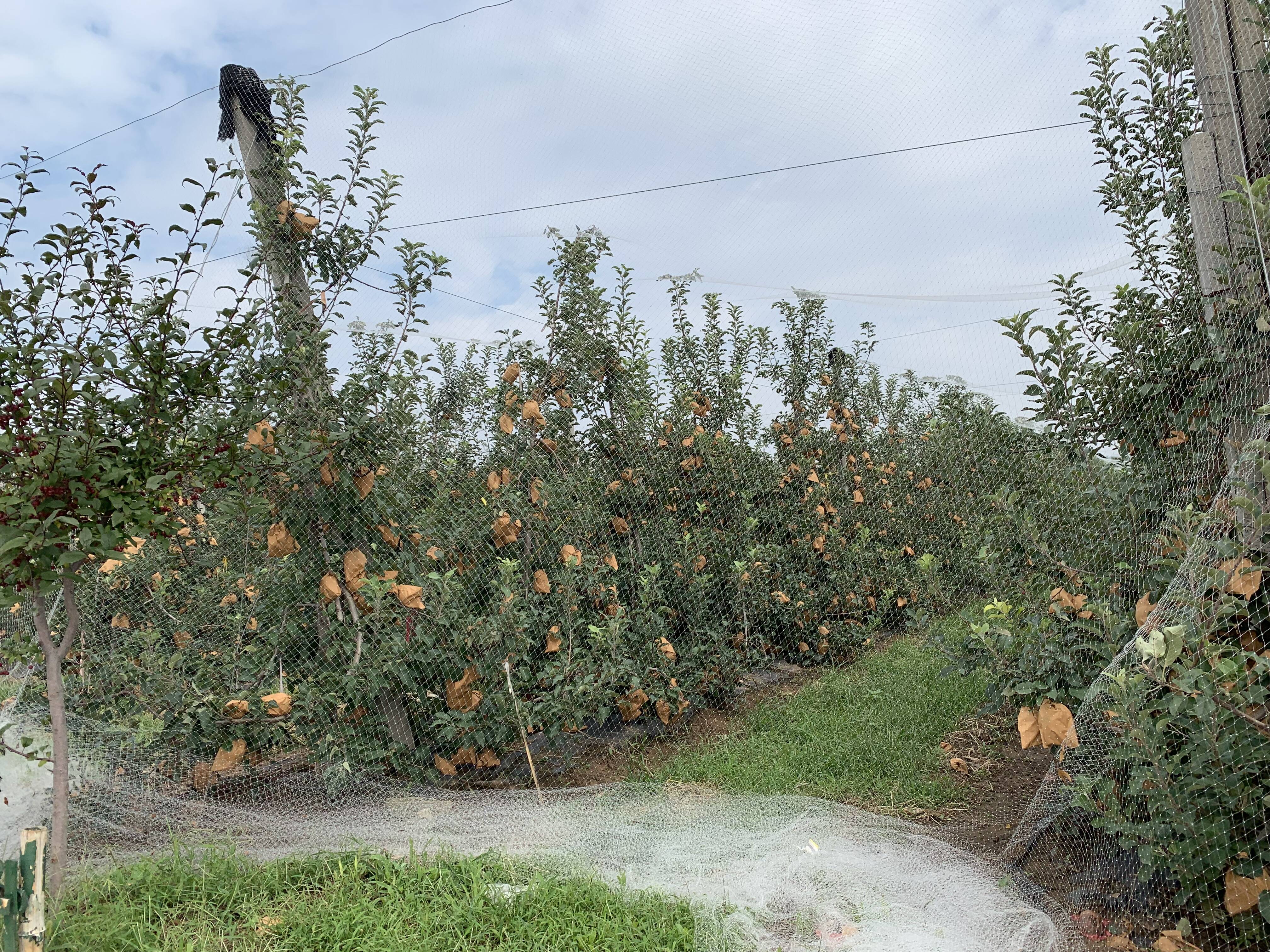 潍坊青州市矮化苹果树产量高好采摘