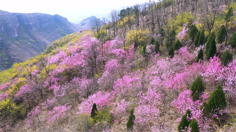 青州桃花山风景区图片