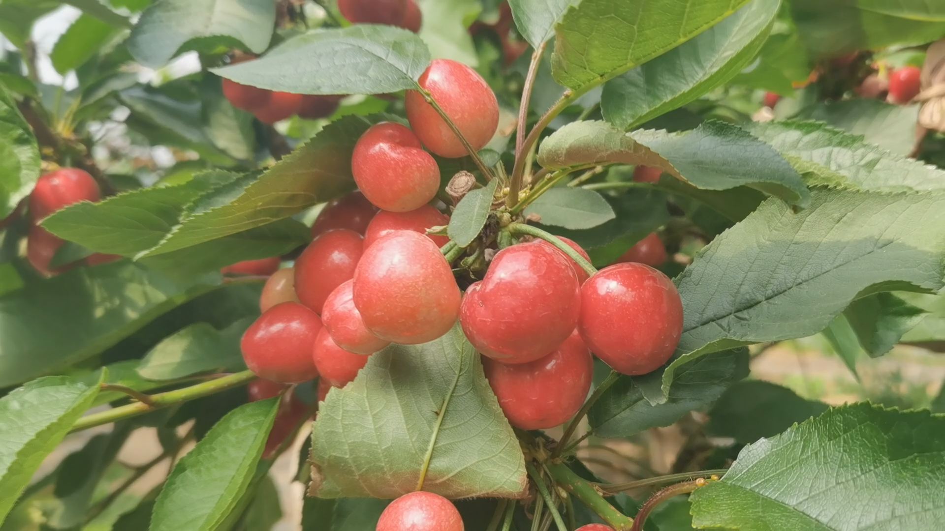 潍坊安丘大樱桃新鲜上市特色种植助力乡村振兴