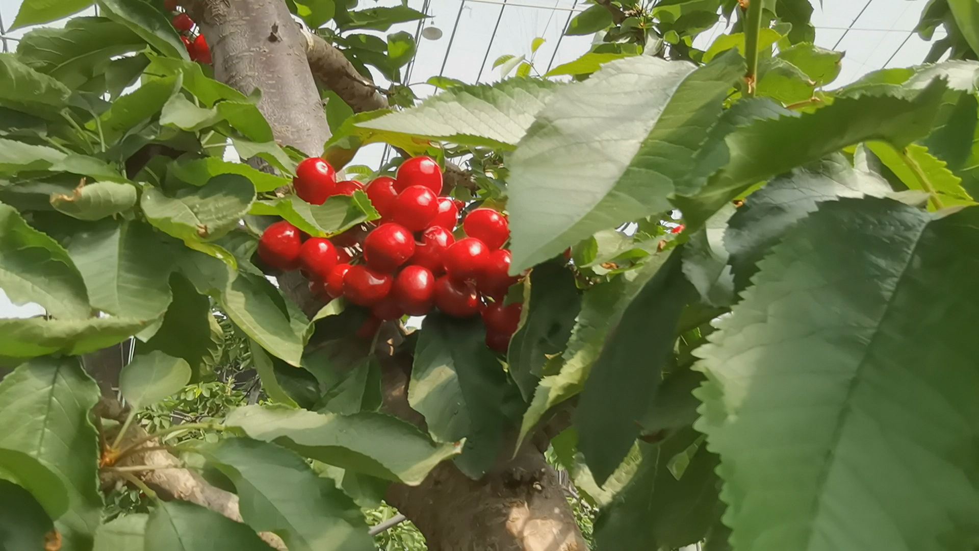 潍坊安丘大樱桃新鲜上市特色种植助力乡村振兴