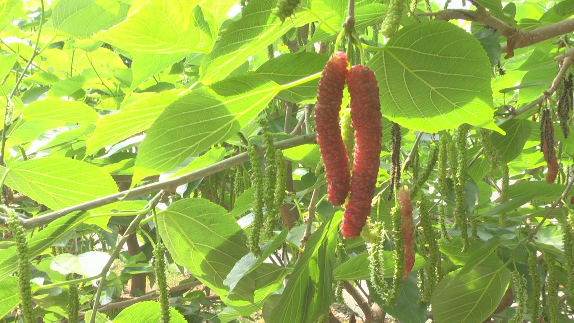 潍坊安丘春果又出新宠长果桑葚种植另辟致富蹊径