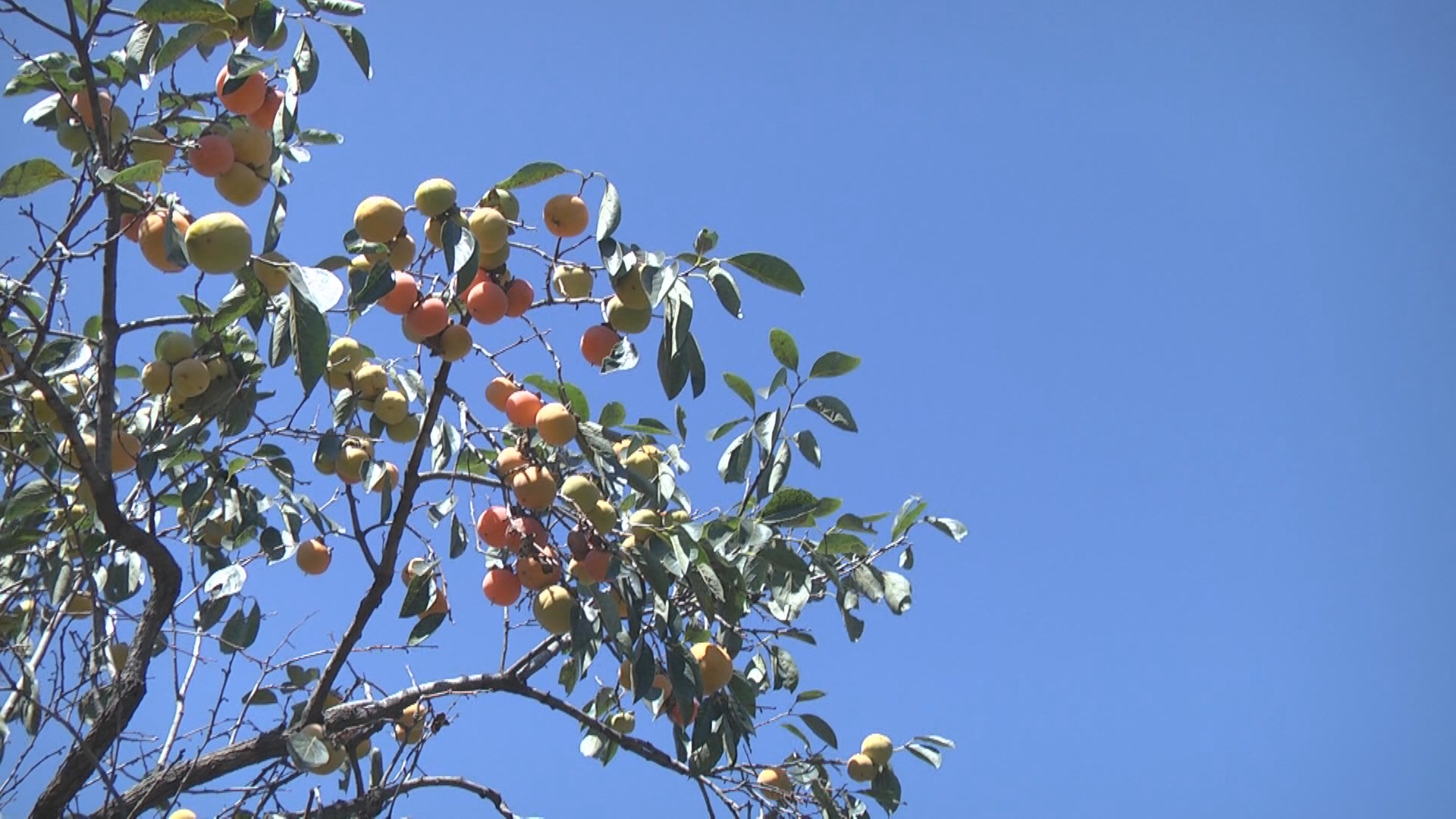 安丘蜜桃丰收果农乐销售旺季采摘火