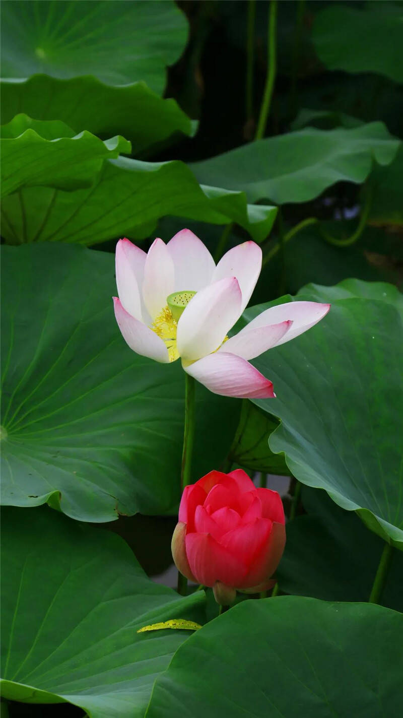 荷花竞放白鹭纷飞五莲这个地方美如仙境