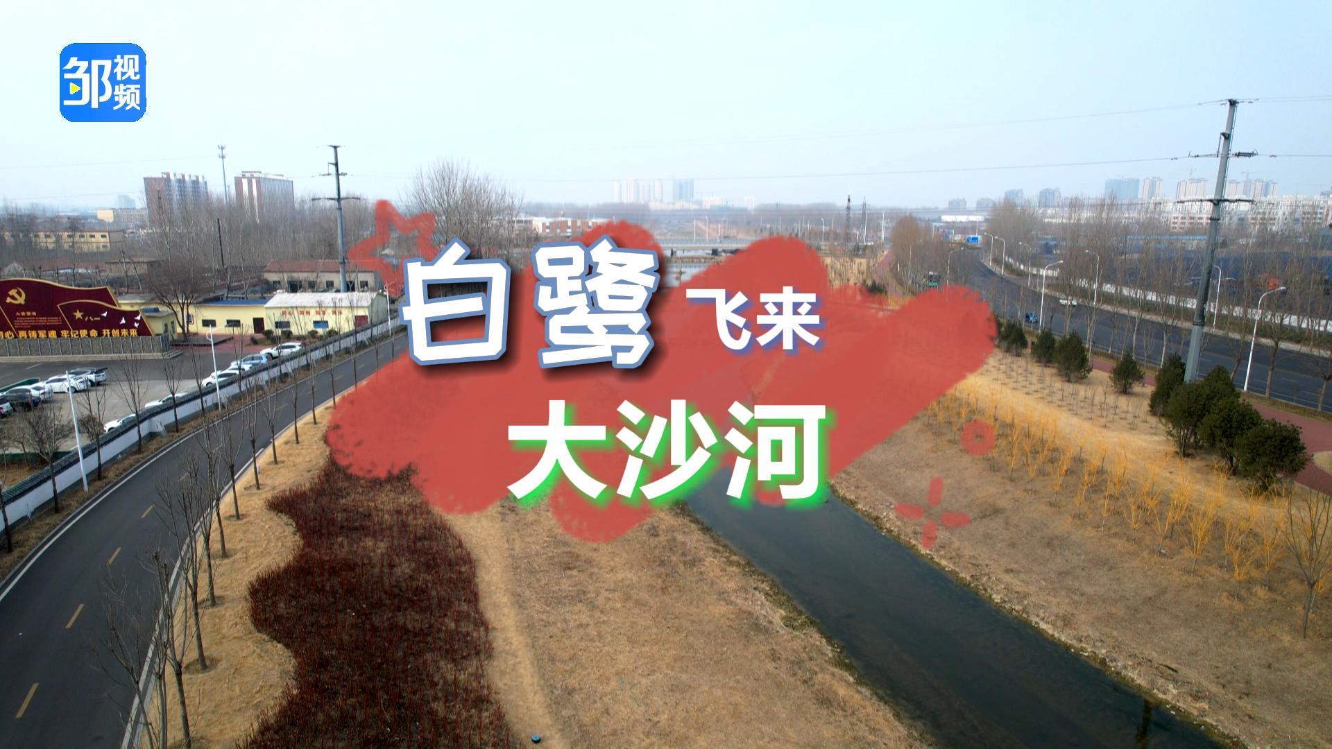 邹城白鹭飞来大沙河