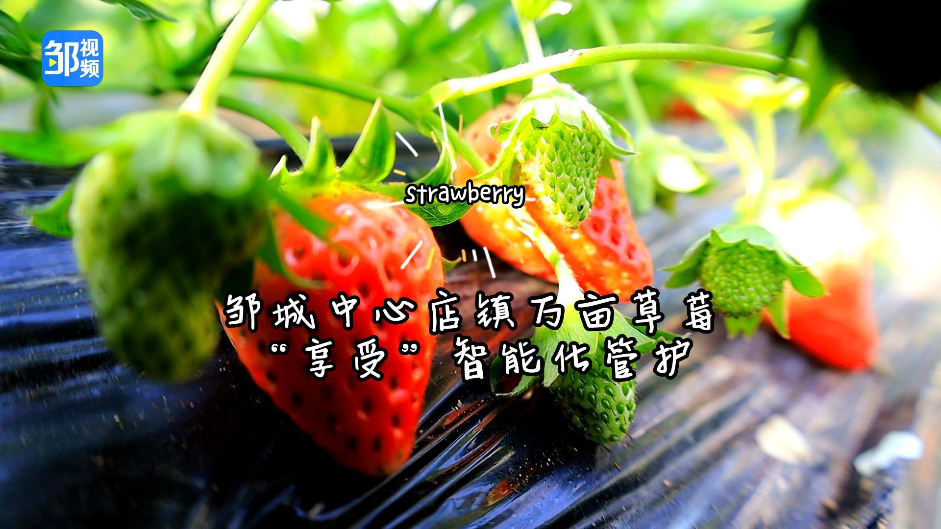 【邹视频·新闻】46秒|邹城中心店镇万亩草莓“享受”智能化管护