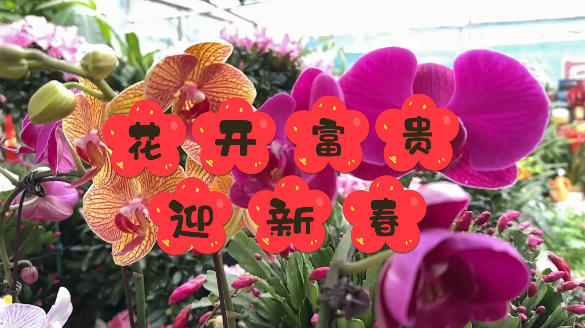 【邹视频·新闻】33秒|花开富贵迎新春