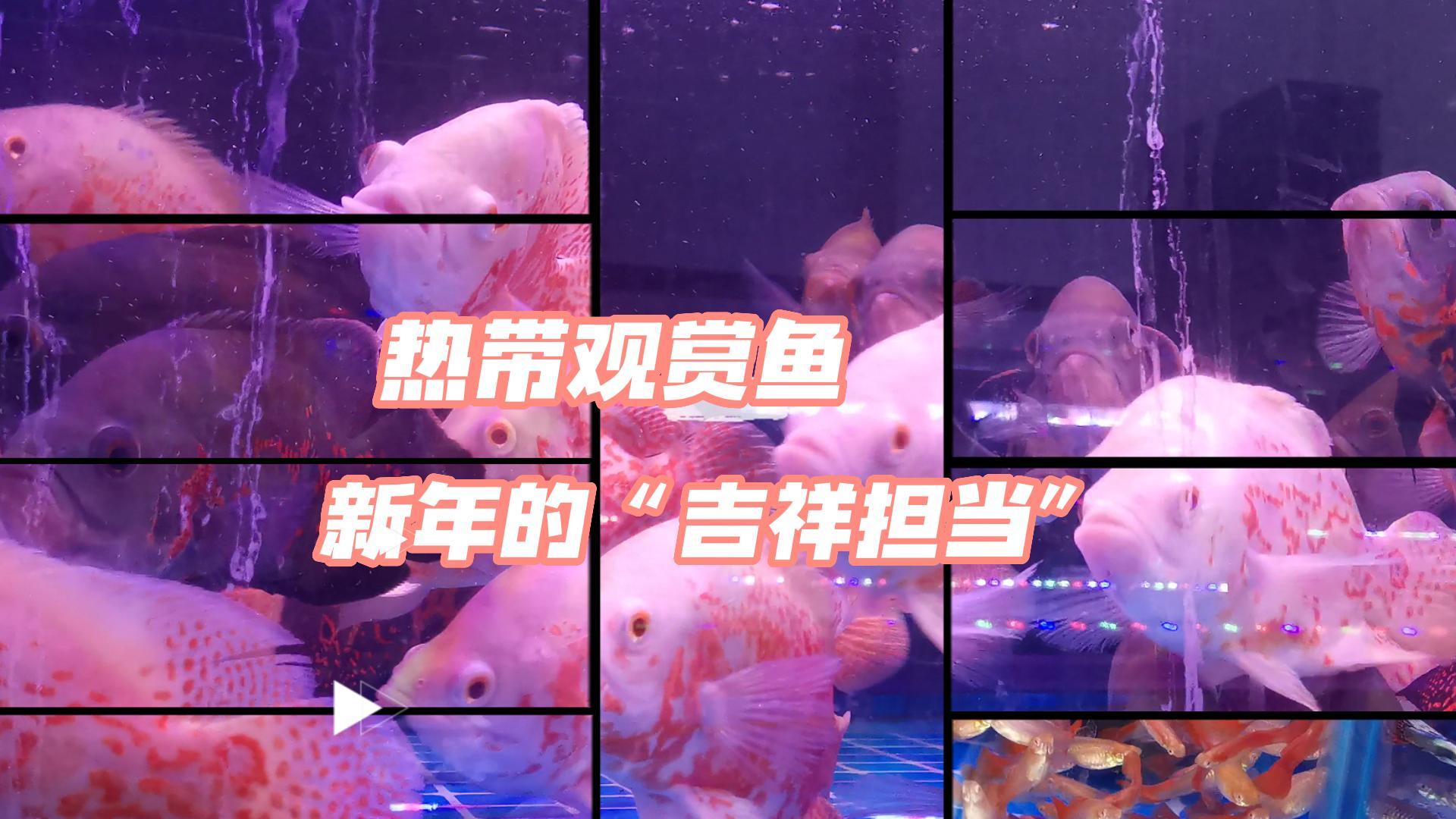 【邹视频·新闻】26秒 | 热带观赏鱼——新年的“吉祥担当”
