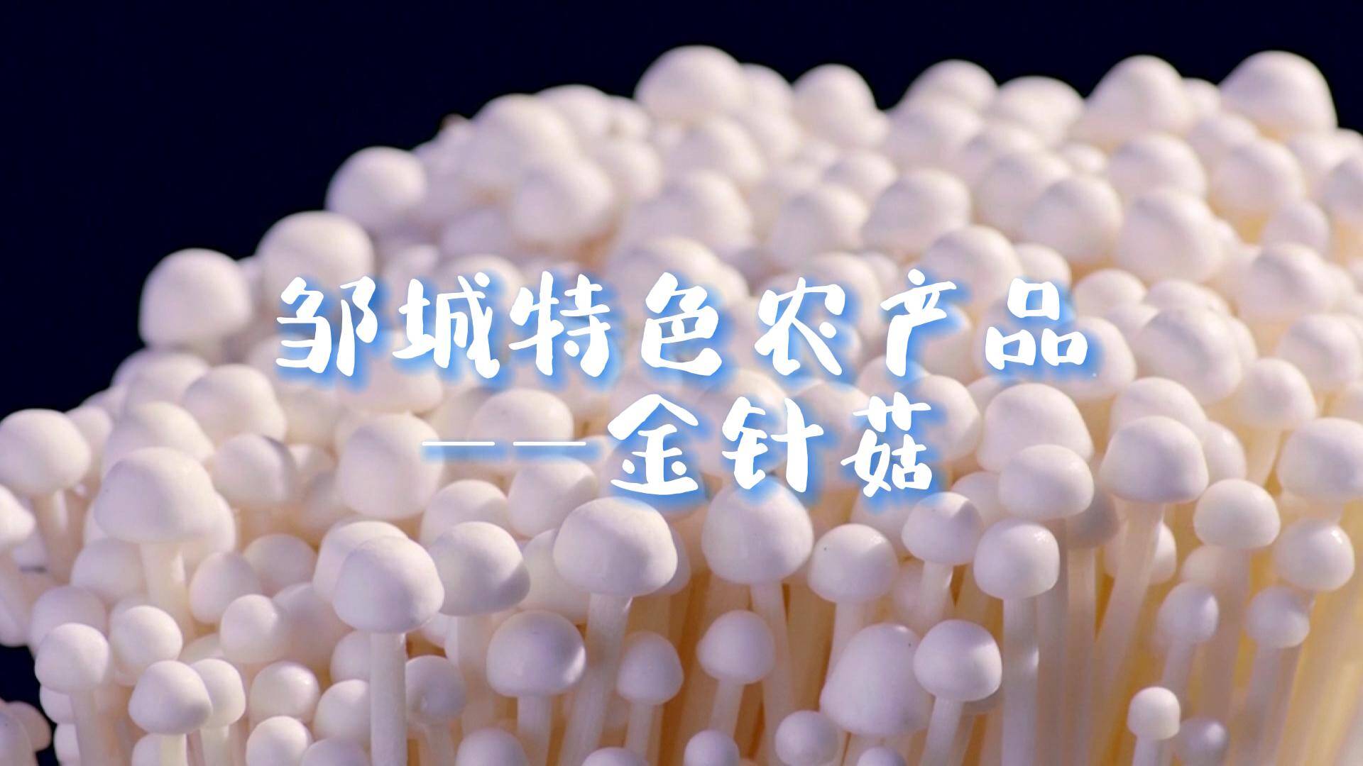 【邹视频·新闻】43秒|邹城特色农产品——金针菇