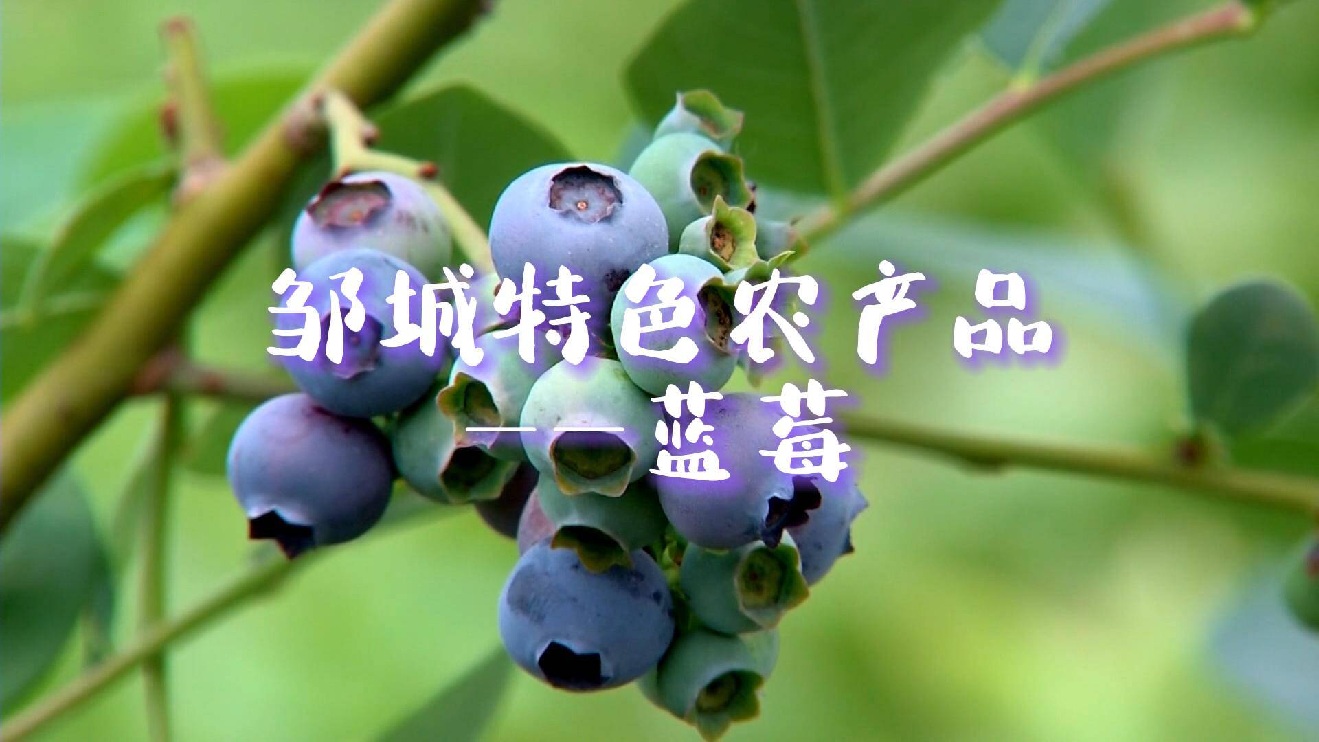 【邹视频·新闻】41秒|邹城特色农产品——蓝莓