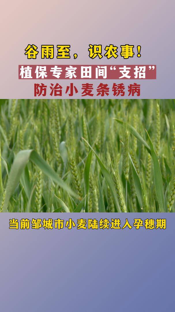 【邹视频·新闻】34秒|植保专家田间“支招” 防治小麦条锈病