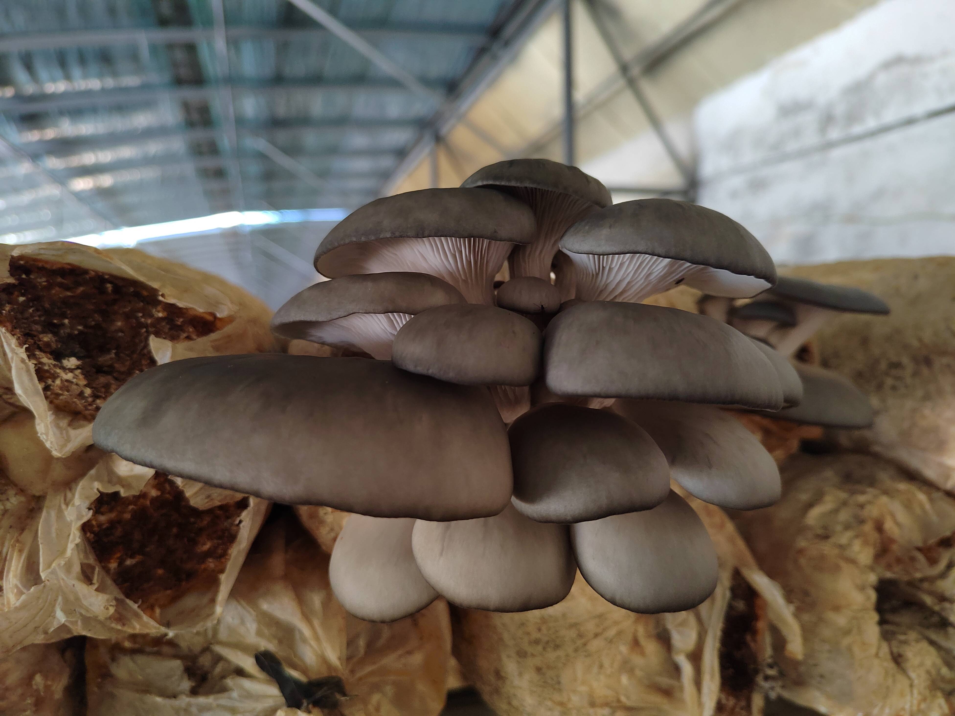 蘑菇滞销怎么办多亏这些销售员