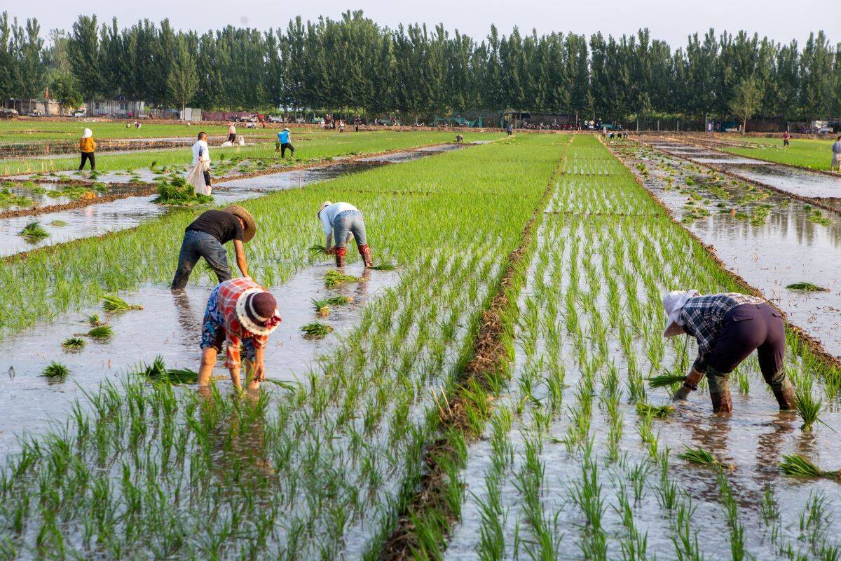 产业振兴临沂市罗庄区千亩稻田插秧忙