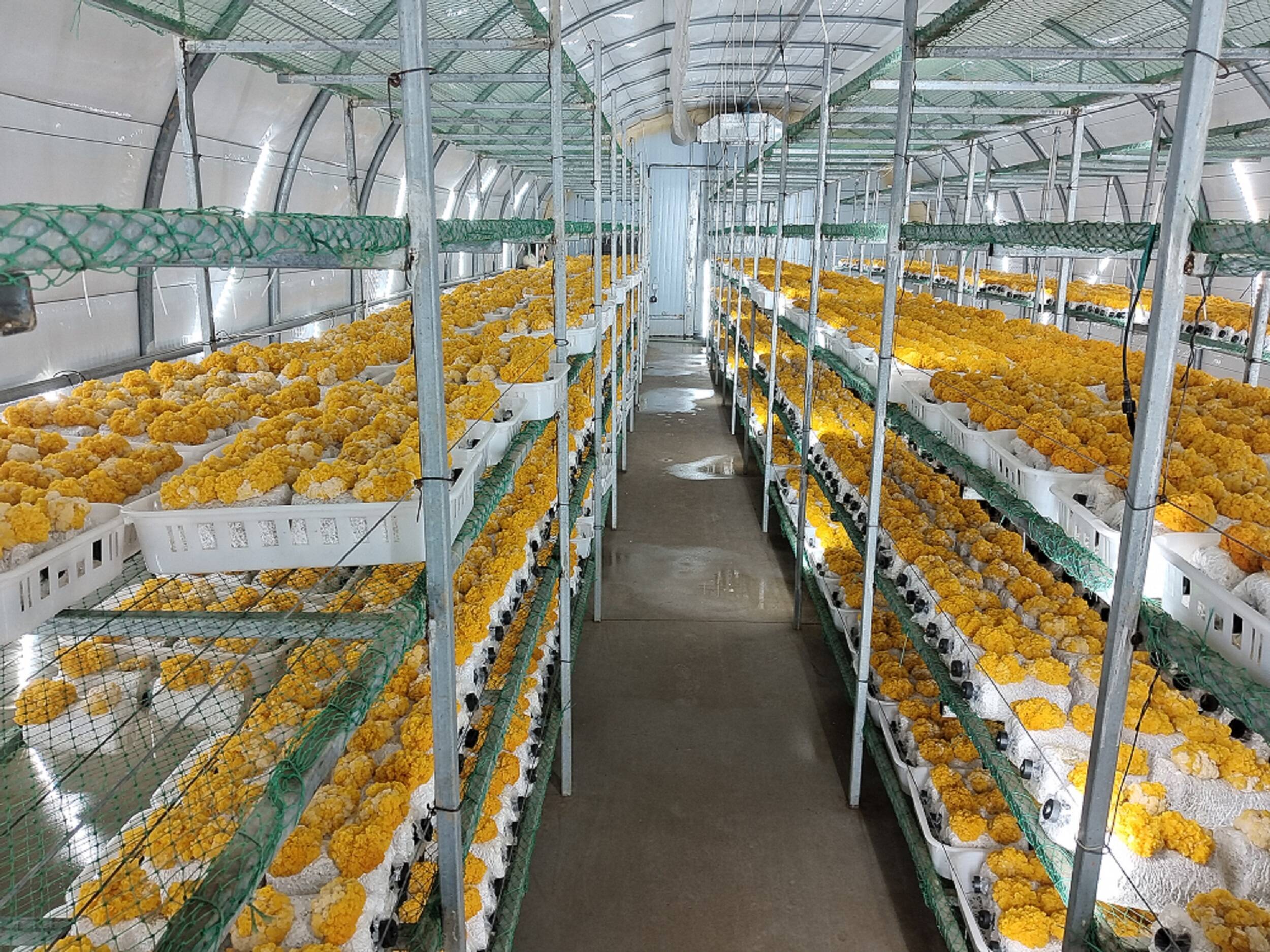 闪电号>媒体>罗庄融媒>金耳培养菌包车间该公司最新