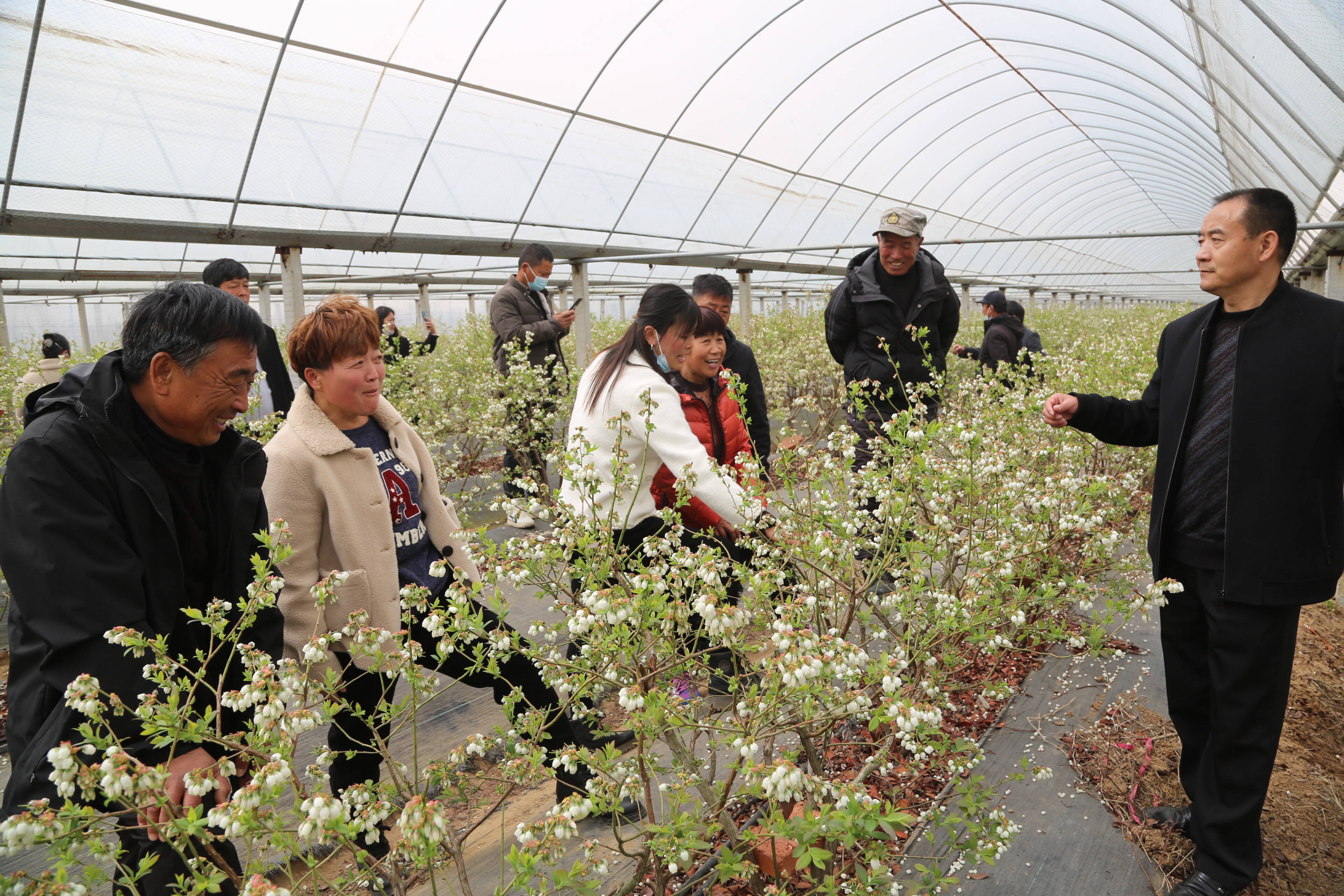 临沭县大兴镇举办春季蓝莓种植专项技术培训