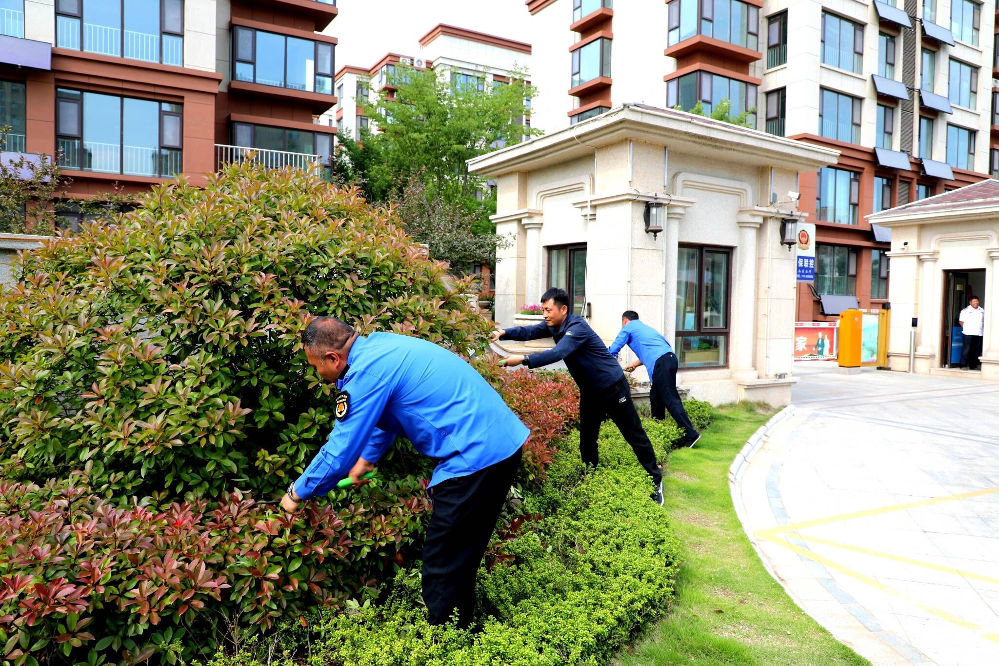 小区绿化什么时间修剪(小区绿化一般什么季节施工)