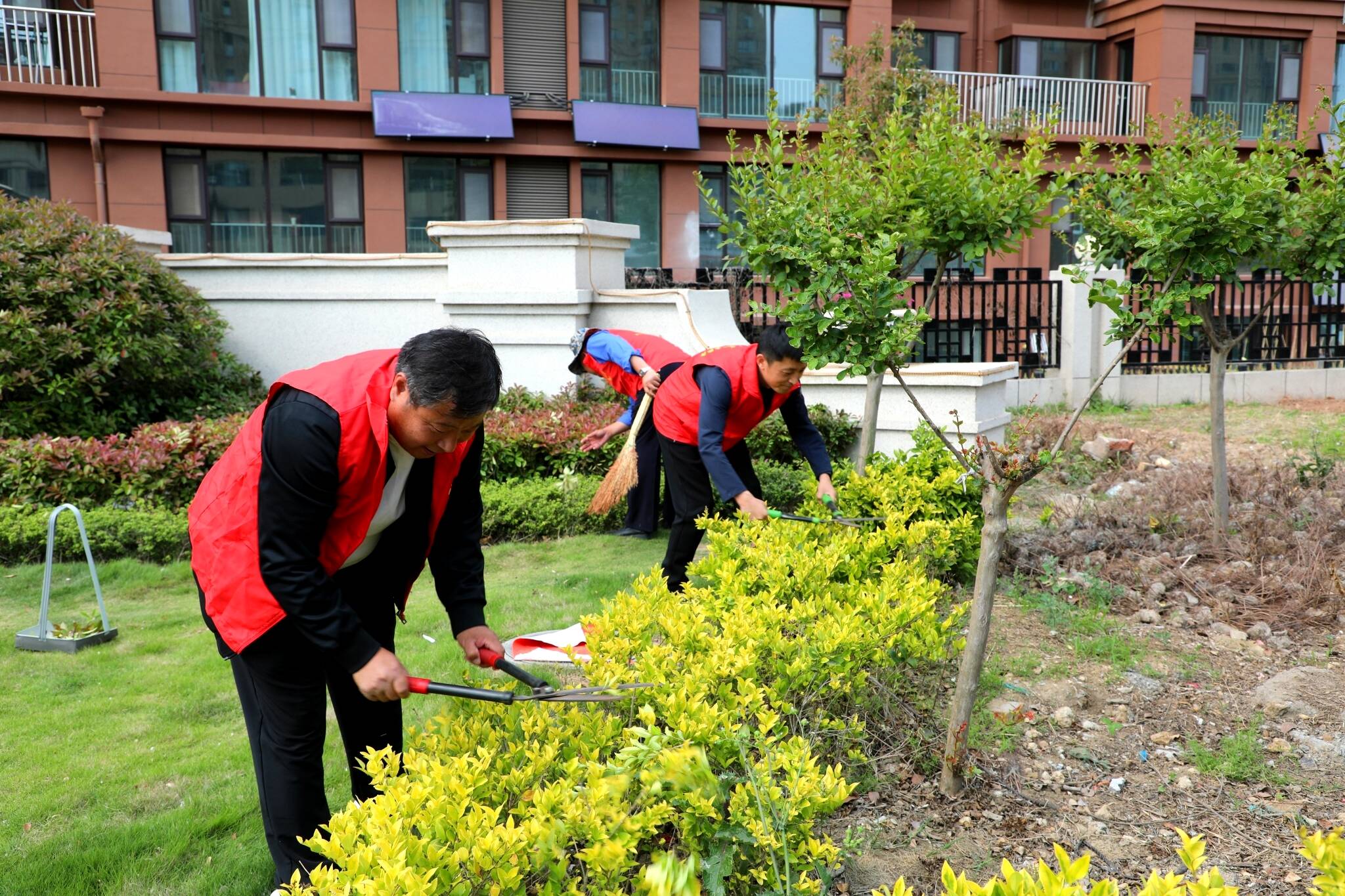 像技艺高超的理发师一样,精心细致地为小区门口的绿化苗木修剪整形