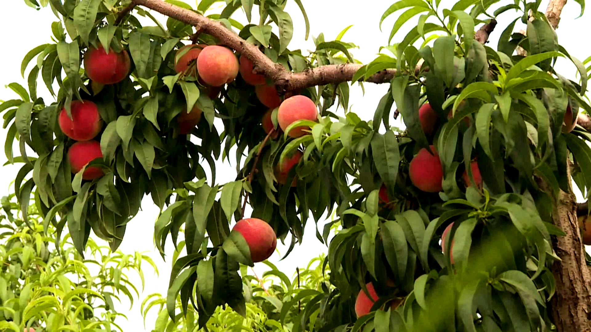 沂蒙山水蜜桃成熟季节图片