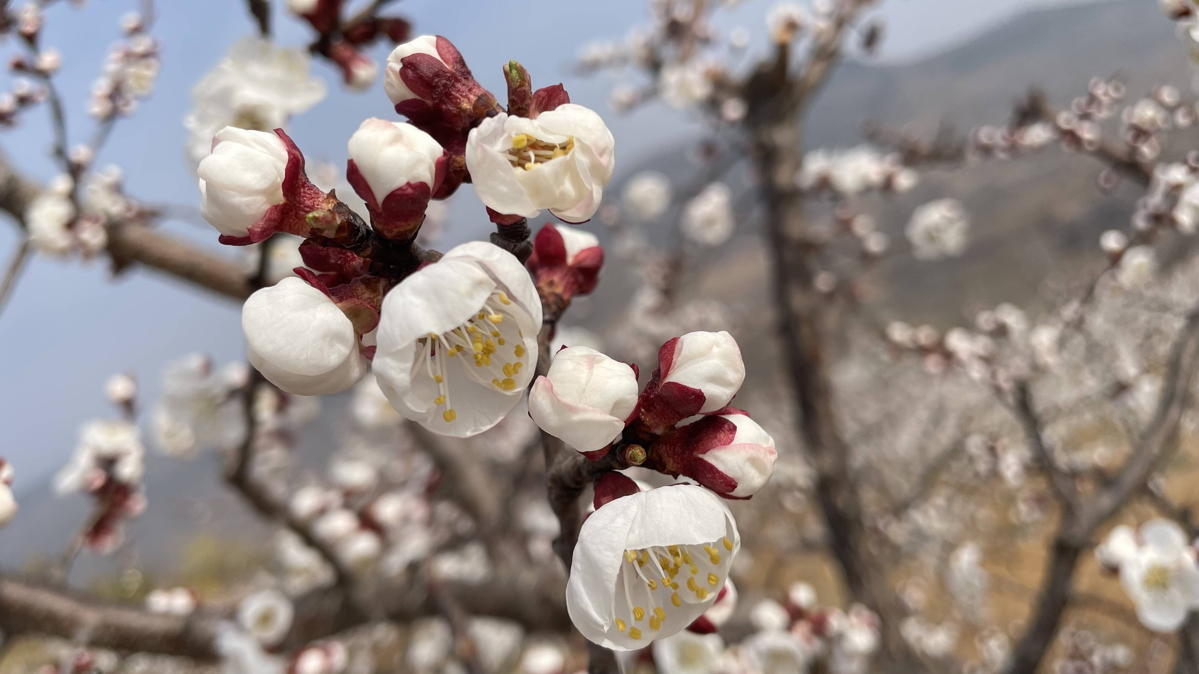 从远处望过去,杏林上面好像飘着片片白云,走近一看,杏花的样子千姿