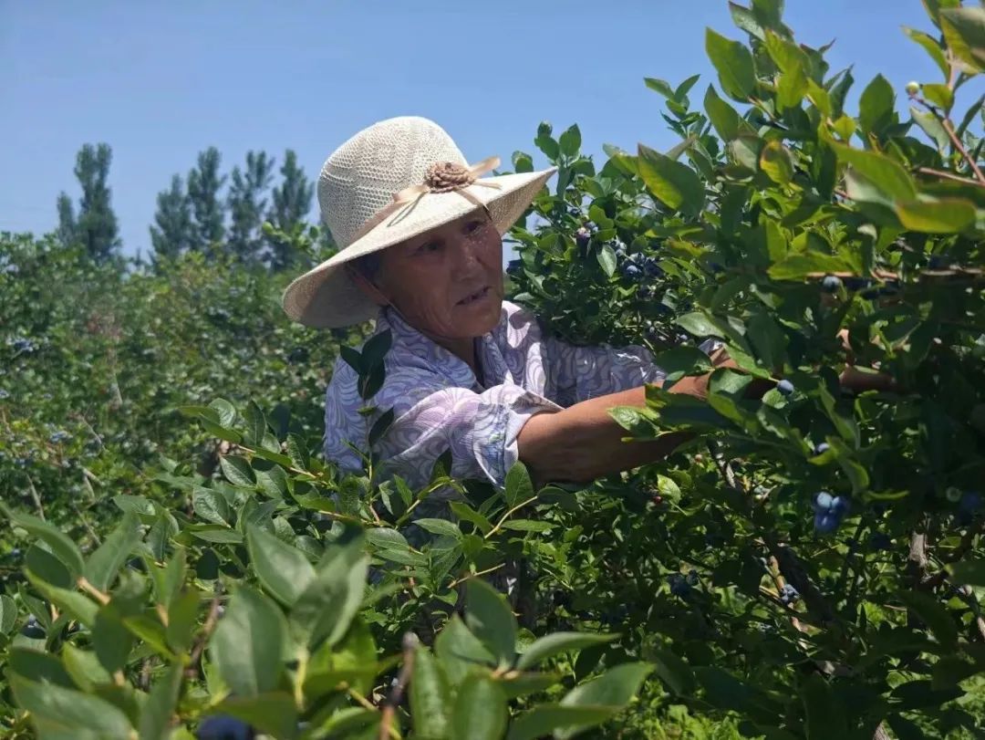 山东平邑柏林镇一颗小蓝莓拉动乡村振兴大产业