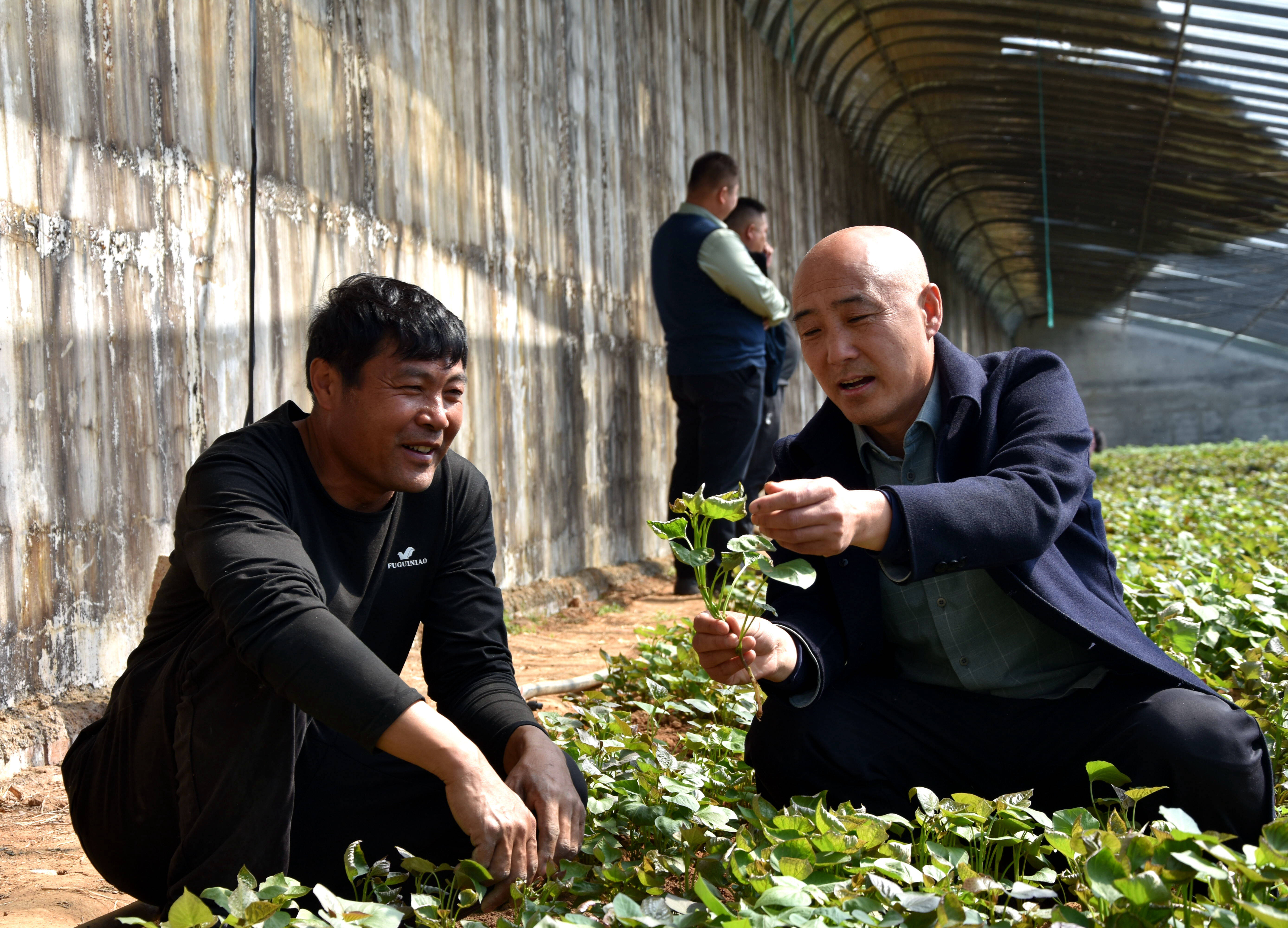 山东平邑流峪镇人大发挥鸿雁人才引领作用助推乡村振兴先行战略