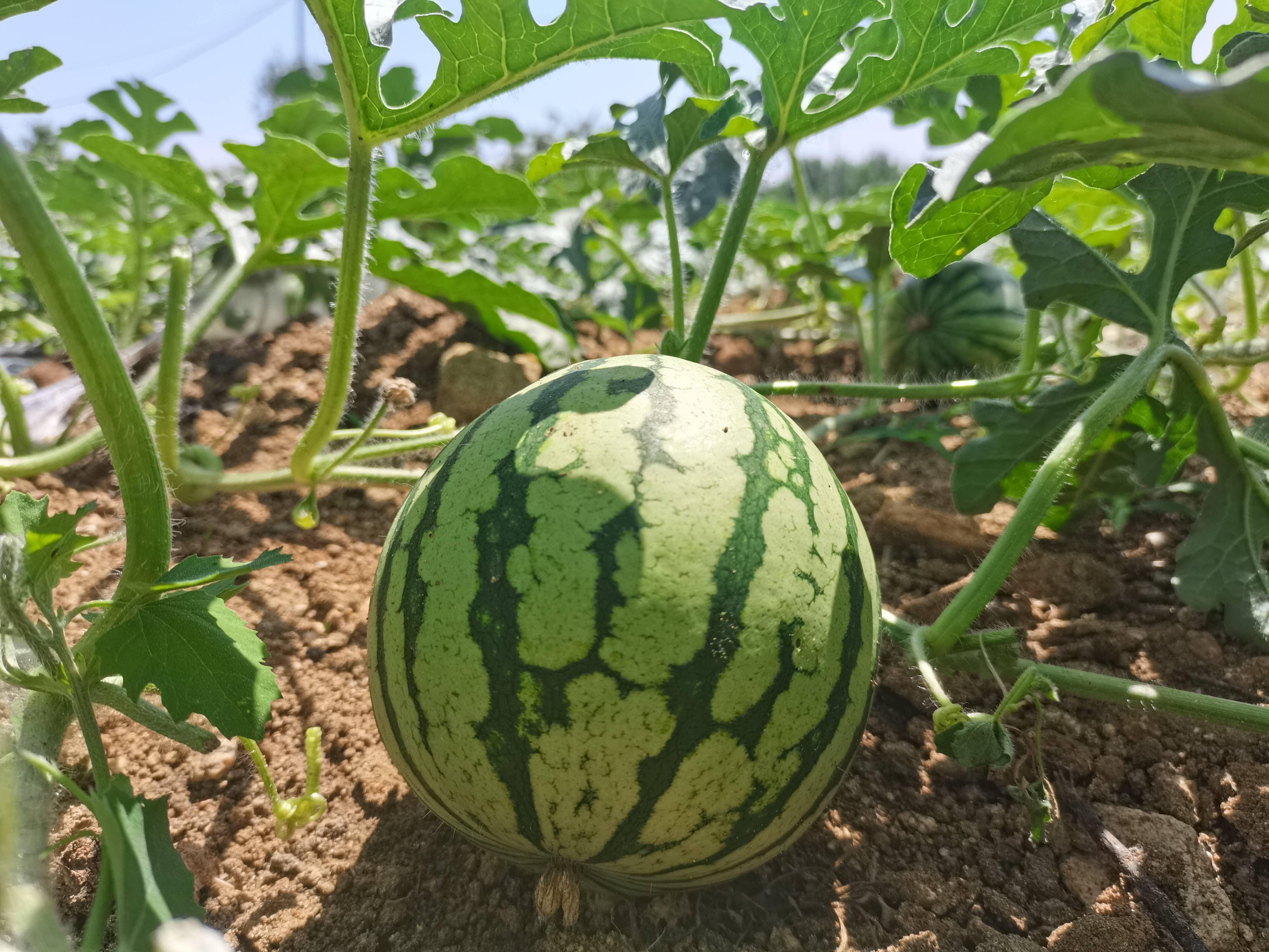 山东平邑西望是你牵瓜是你丰阳镇老池峪村200亩西瓜长势喜人