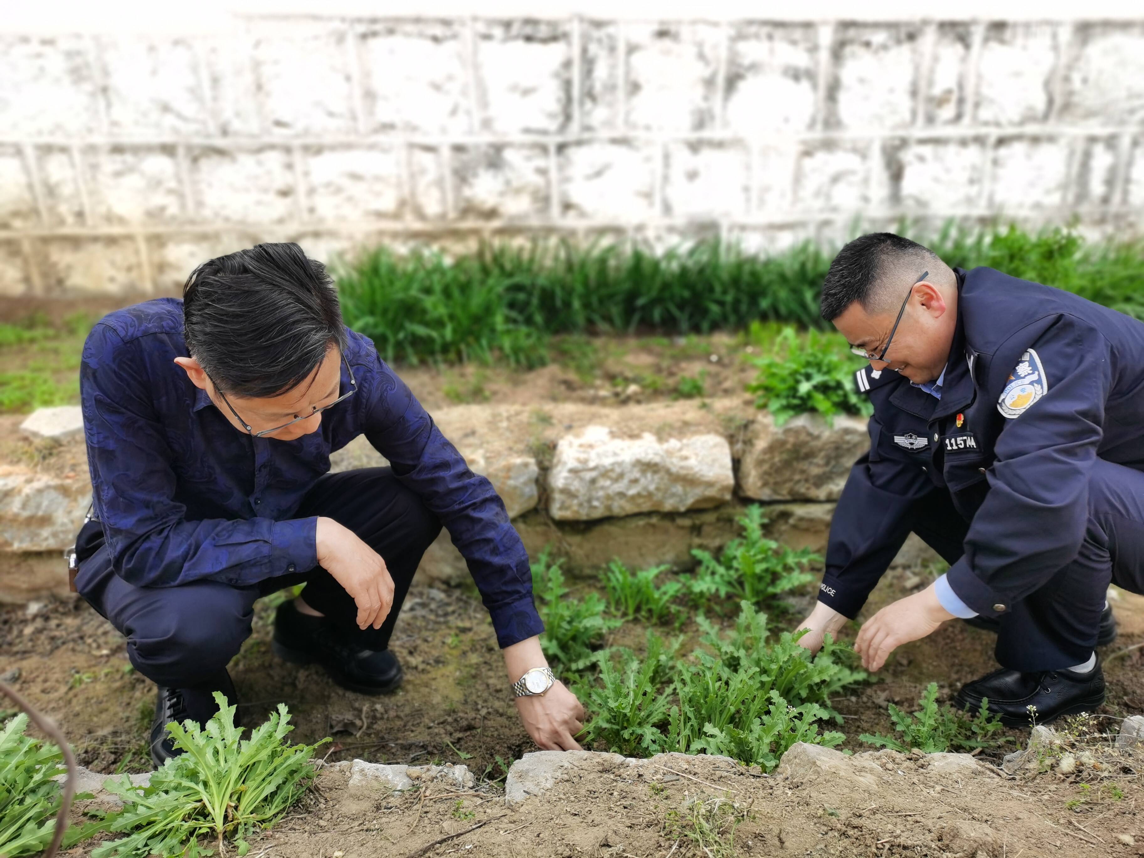 河东全力铲除罂粟让罪恶之花无处绽放