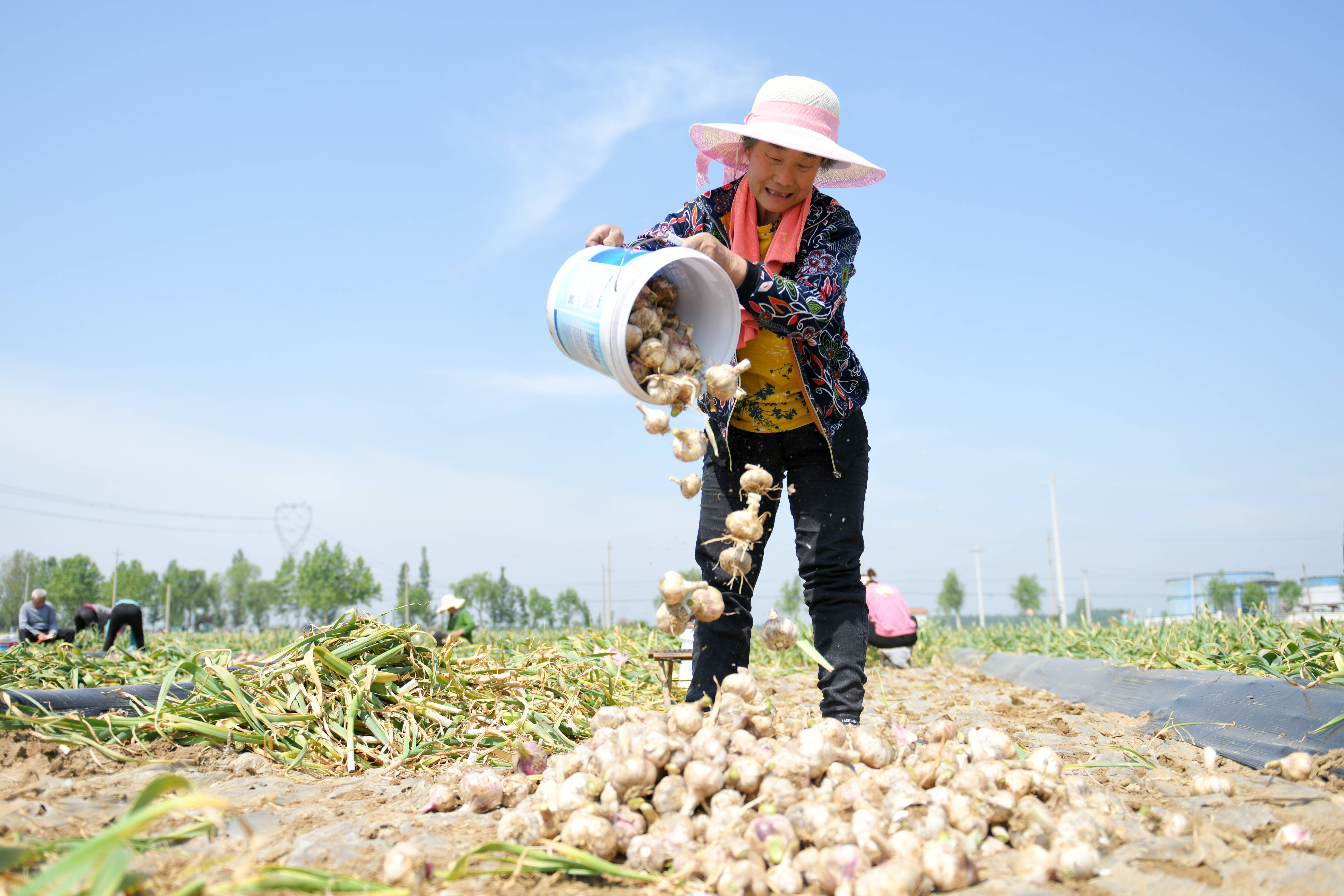 马庄镇李家大坡村:大蒜丰收蒜农乐
