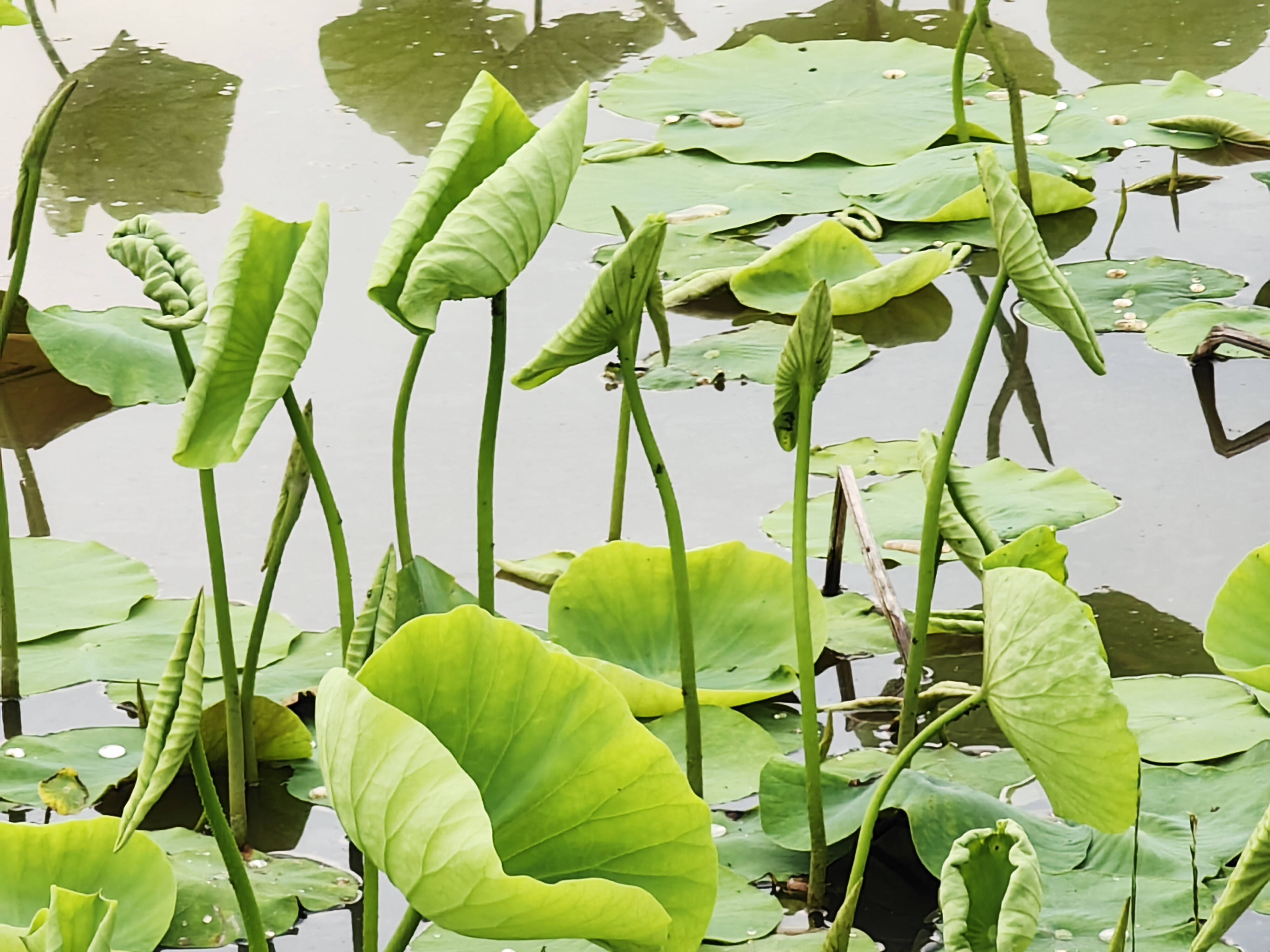 图集|盛夏将至 荷叶连连