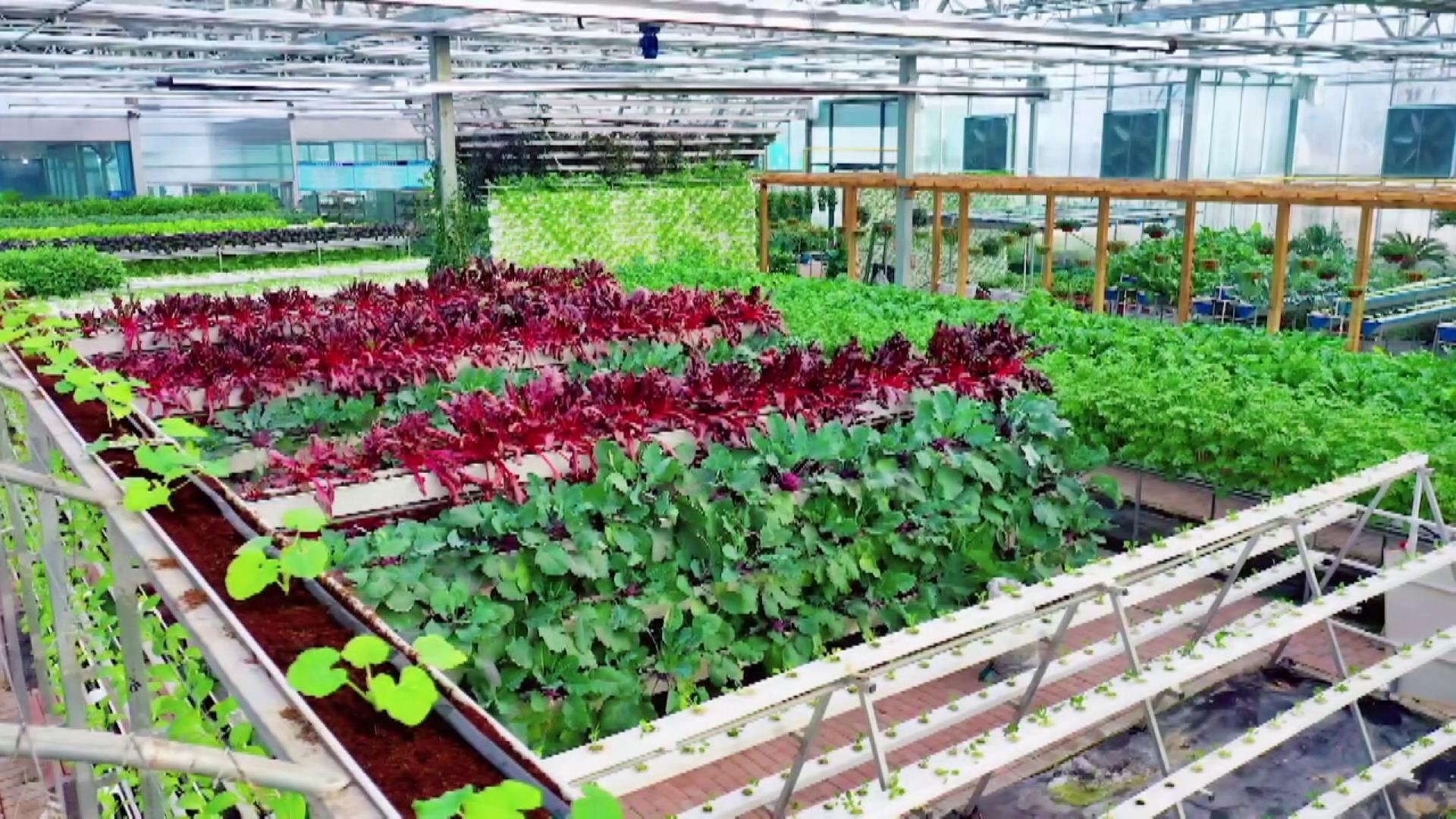 泰安宁阳逛友邦田园品科技果实