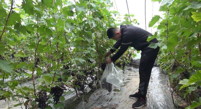 泰安市寧陽縣華豐鎮葡萄迎來豐收季五一採摘好去處