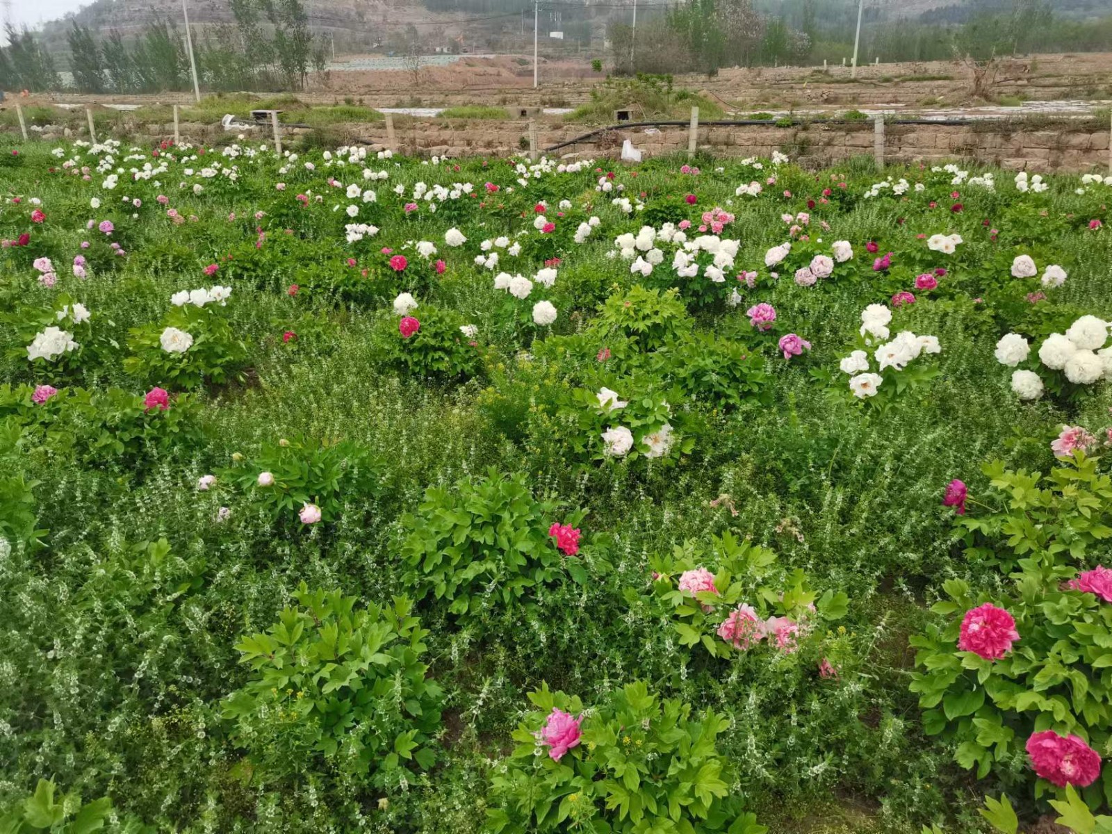 東平縣老湖鎮一年四季花常開中草藥種植開啟致富新藥匙