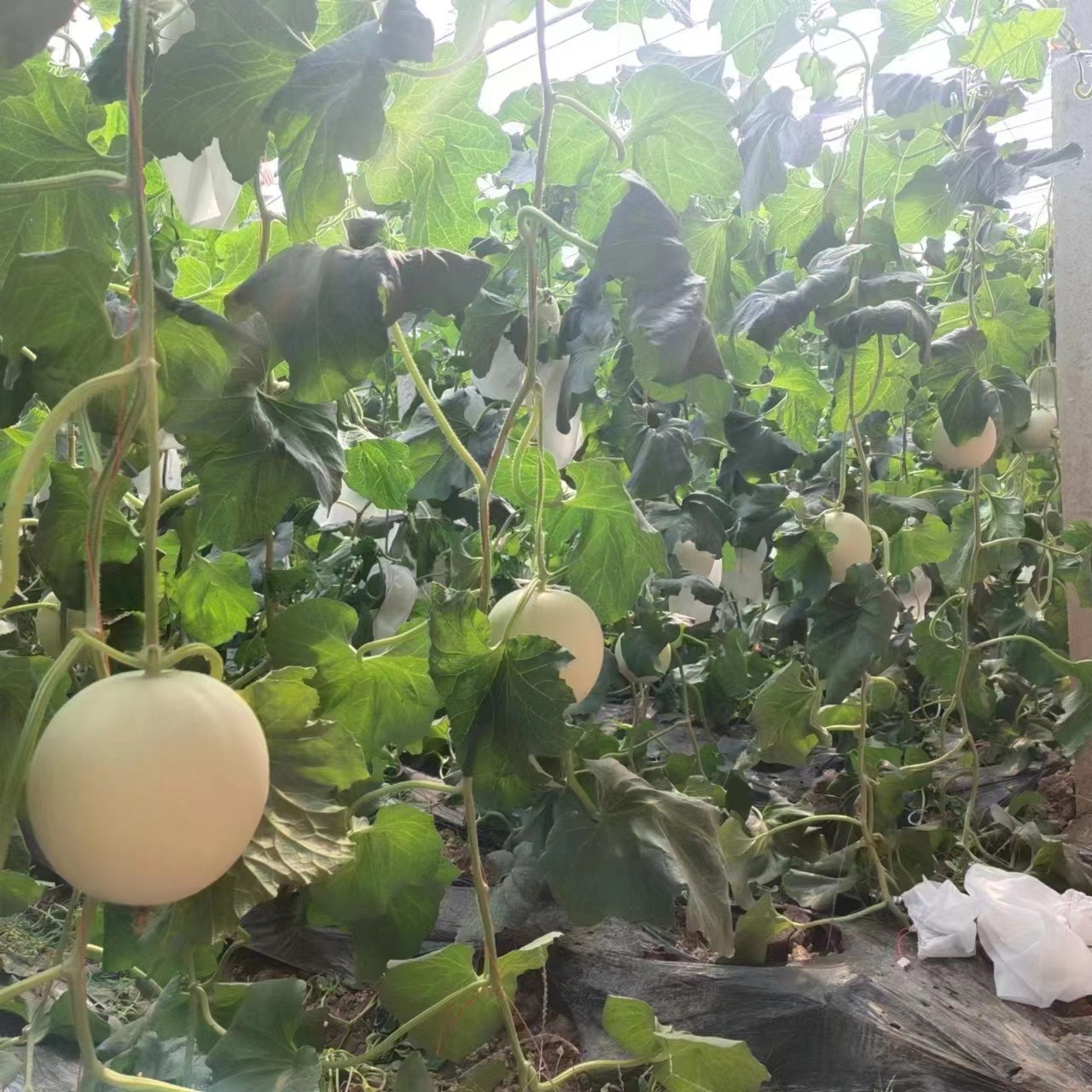 东平县戴庙镇：瓜果飘香迎丰收