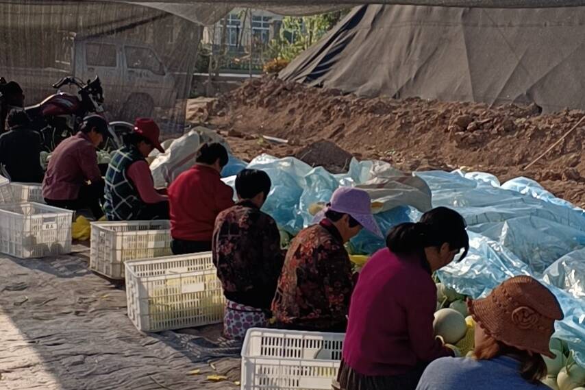 东平县戴庙镇：瓜果飘香迎丰收